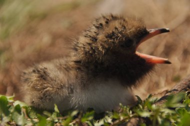 Sumru piliç gıda yere bir yuvada ebeveynlerinden bekliyor.