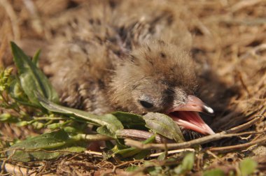 Sumru piliç gıda yere bir yuvada ebeveynlerinden bekliyor.