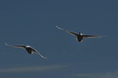 Mute Swan. Büyük beyaz su kuşu. Alarak, kuş uçan