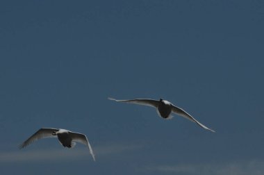 Mute Swan. Büyük beyaz su kuşu. Alarak, kuş uçan