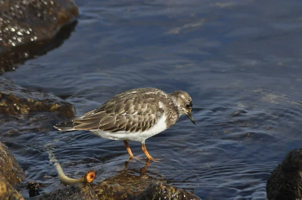 Ruddy Turnstone, courant le long de la mer oiseau de rivage — Photo