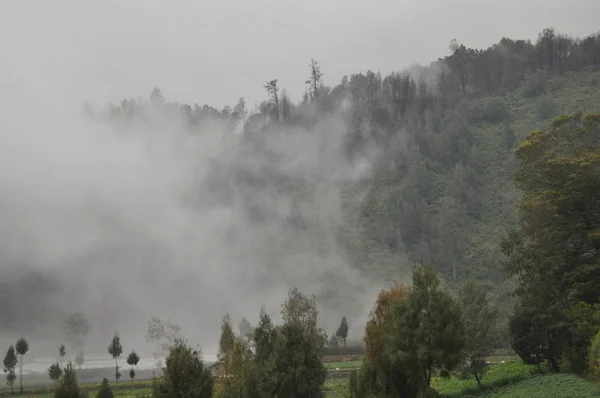 La jungle en Indonésie. Java. Les fougères arboricoles et les palmiers sur les pentes de merde sous les tropiques . — Photo