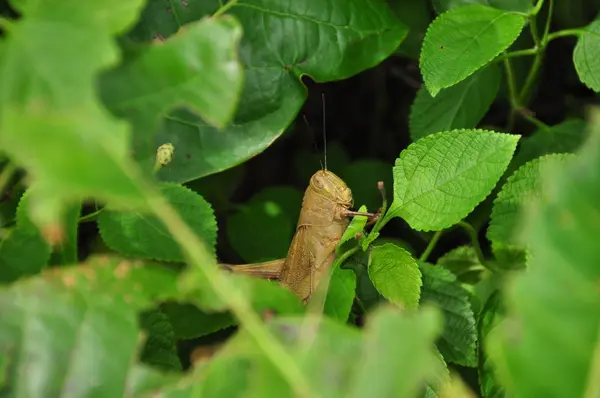 Heuschrecken, Insekten, die auf einem Baum im Dschungel sitzen. Indonesien, Java. — Stockfoto