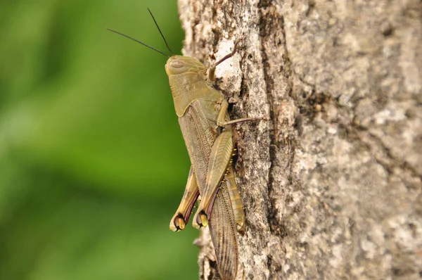 Sprinkhanen, insect zittend op een boom in de jungle. Indonesië, Java. — Stockfoto