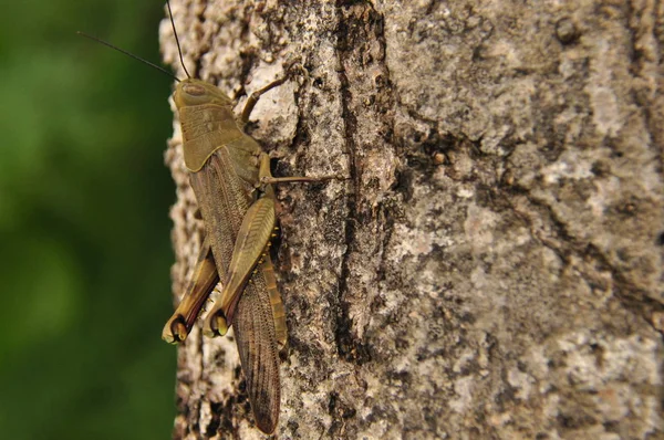 Sprinkhanen, insect zittend op een boom in de jungle. Indonesië, Java. — Stockfoto