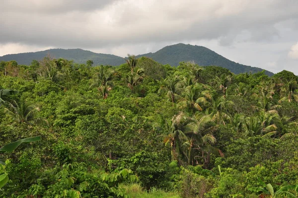 Endonezya ormanda. Java. Ağaç ferns ve palmiye ağaçları tropik boka eteklerinde.
