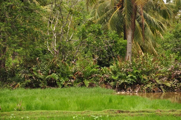 Djungeln i Indonesien. Java. De ormbunkar träd och palmer på sluttningarna av skit i tropikerna. — Stockfoto