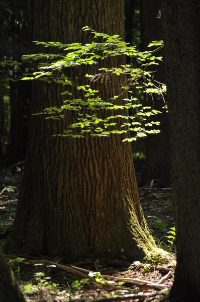 Fiatal levelek, kiemelve a sun, az erdőben. Buja, zöld. — Stock Fotó