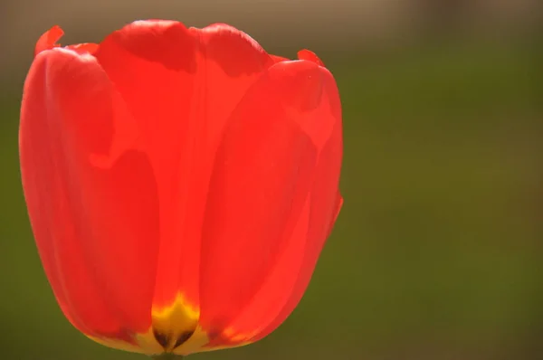 Hermosos tulipanes florecientes. Colores vivos de pétalos de flores . — Foto de Stock