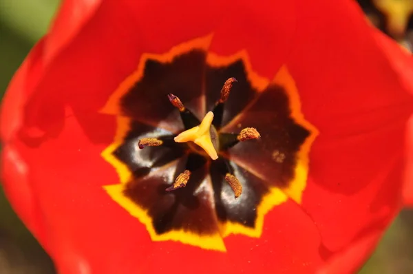 Des tulipes en pleine floraison. Couleurs vives des pétales de fleurs . — Photo