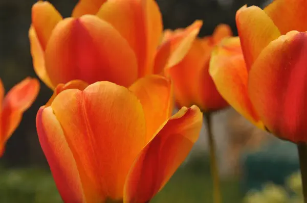 Des tulipes en pleine floraison. Couleurs vives des pétales de fleurs . — Photo