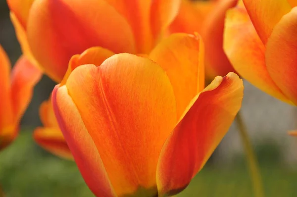 Des tulipes en pleine floraison. Couleurs vives des pétales de fleurs . — Photo