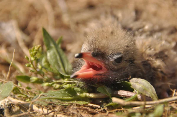 Pollito de Tern esperando comida de sus padres en un nido en el suelo . — Foto de Stock