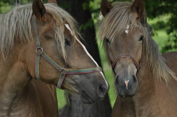 Workhorse. Grazing in the pasture. Meadow in the valley of the Bug. — Stock Photo, Image