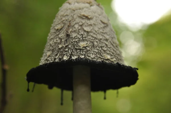 Cuerpos fructíferos del hongo, aspergillus. Bosque de Bialowieza, bosque primario . —  Fotos de Stock