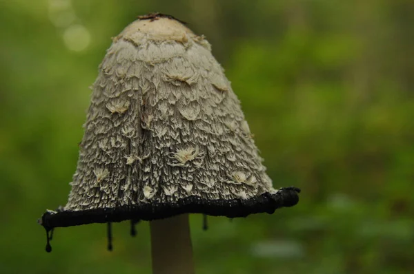 Καρποφόρα όργανα από τον μύκητα aspergillus. Δάσος Bialowieza, πρωτογενών δασών. — Φωτογραφία Αρχείου