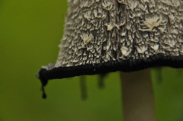 Fruiting bodies of the fungus, aspergillus. Bialowieza Forest, primary forest.