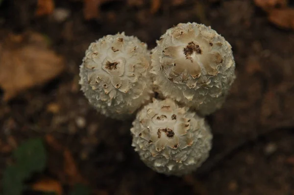 Corpos frutíferos do fungo, aspergillus. Floresta Bialowieza, inimigos primários — Fotografia de Stock