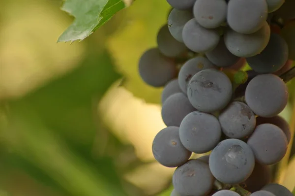 Stelletje paarse druiven opknoping op de wijnstok op een achtergrond van groene bladeren. — Stockfoto