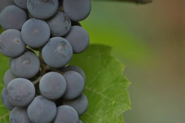 Lila druvklase hänger på vinstockar på en bakgrund av gröna blad. — Stockfoto