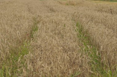 Tahıl alanları. Kulakları olgunlaşma. Hasat ve tahıl unu içine. Çiftlik ve tarım.