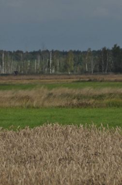 Tahıl alanları. Kulakları olgunlaşma. Hasat ve tahıl unu içine. Çiftlik ve tarım.
