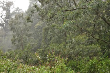 Endonezya ormanda. Java. Ağaç ferns ve palmiye ağaçları tropik boka eteklerinde.