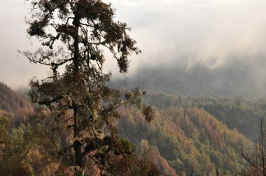Endonezya ormanda. Java. Ağaç ferns ve palmiye ağaçları tropik boka eteklerinde.