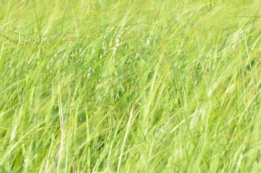 Rüzgarda sallanan sedges. Islak çayır haymaking sırasında. Yemyeşil yeşil çimen.