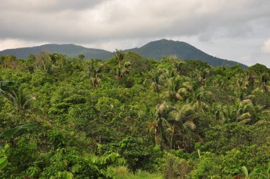 Endonezya ormanda. Java. Ağaç ferns ve palmiye ağaçları tropik boka eteklerinde.