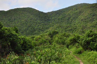 Endonezya ormanda. Java. Ağaç ferns ve palmiye ağaçları tropik boka eteklerinde.