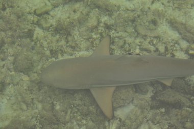 Karimunjava'da köpekbalığı, sığ su