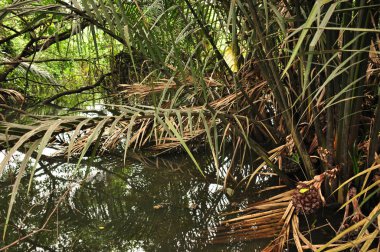 Endonezya ormanda. Java. Ağaç ferns ve palmiye ağaçları tropik boka eteklerinde.