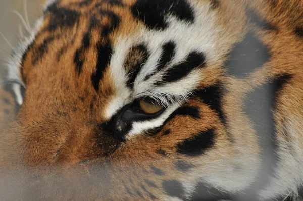 Wild tiger. Predatory cat in a cage.