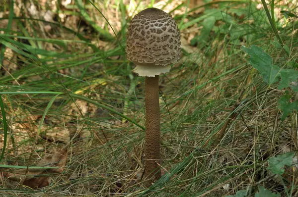 Essbare Pilze. Feinkost. Die Ergänzung zu den Gerichten. Pilze sammeln im Herbst — Stockfoto