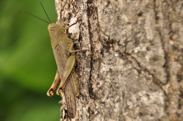 Heuschrecken, Insekten, die auf einem Baum im Dschungel sitzen. Indonesien, Java. — Stockfoto