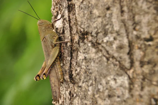 Heuschrecken, Insekt auf einem Baum im Dschungel. — Stockfoto