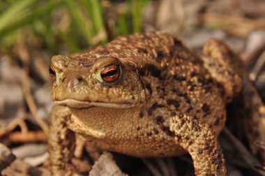 Kara kurbağası. Bahar uyanış ve çiftleşme sırasında amfibi
