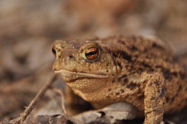 Kara kurbağası. Bahar uyanış ve çiftleşme sırasında amfibi