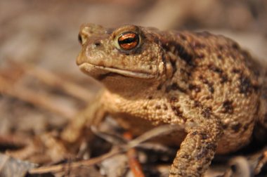 Kara kurbağası. Bahar uyanış ve çiftleşme sırasında amfibi