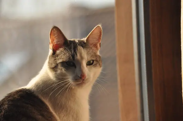 Portret van een kat. Wild ogen en lange snorharen. — Stockfoto