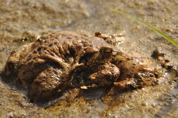 Sapo. Anfíbio durante o despertar da primavera e acasalamento — Fotografia de Stock