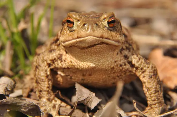 Crapaud. Amphibien pendant le réveil et l'accouplement du printemps — Photo