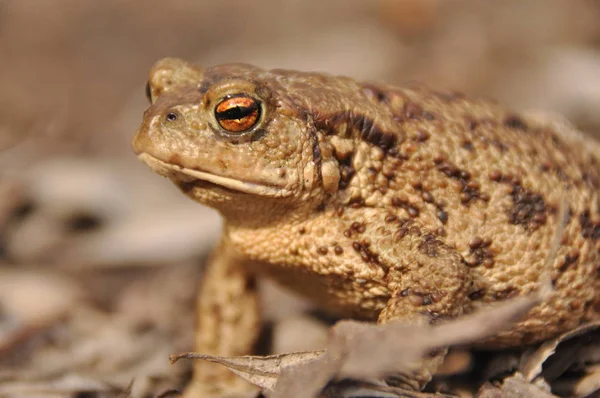 Crapaud. Amphibien pendant le réveil et l'accouplement du printemps — Photo