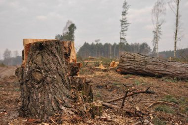 Ormancılık Gümrükleme ve depolama kereste. Orman yönetimi.