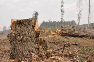 Ormancılık Gümrükleme ve depolama kereste. Orman yönetimi.