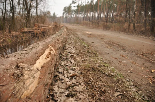 Forestry clearance and storage timber. Forest management. — Stock Photo, Image