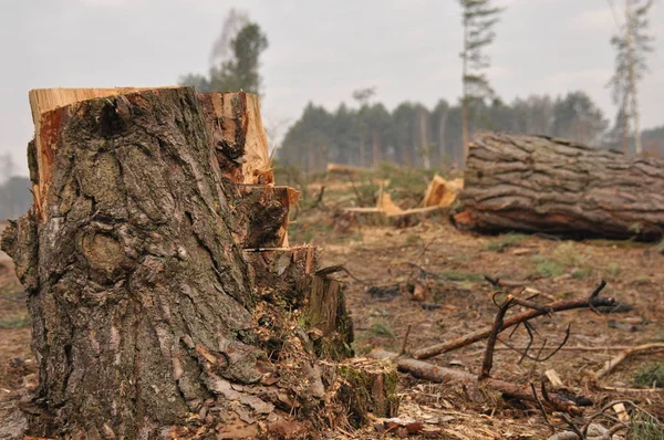 Forestry clearance and storage timber. Forest management. — Stock Photo, Image