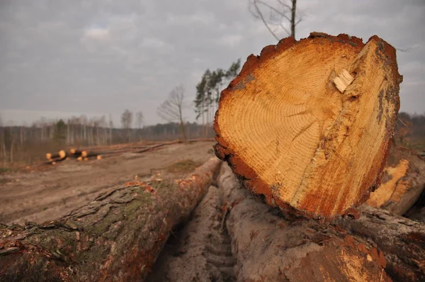 Ormancılık Gümrükleme ve depolama kereste. Orman yönetimi.