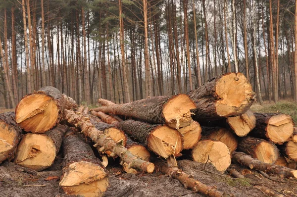 Forestry clearance and storage timber. Forest management. — Stock Photo, Image